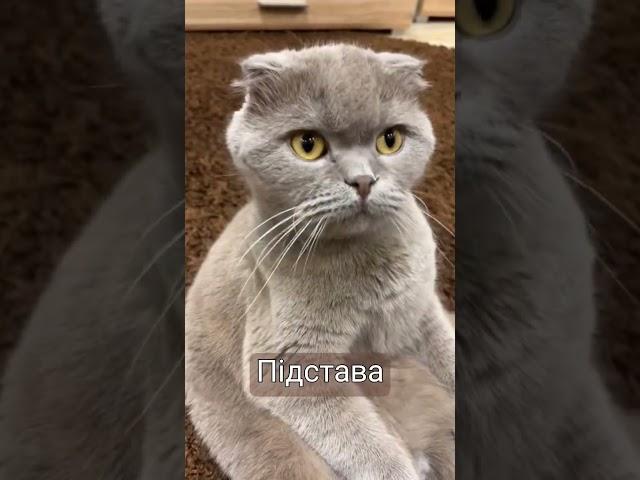 #котик #cat #shorts