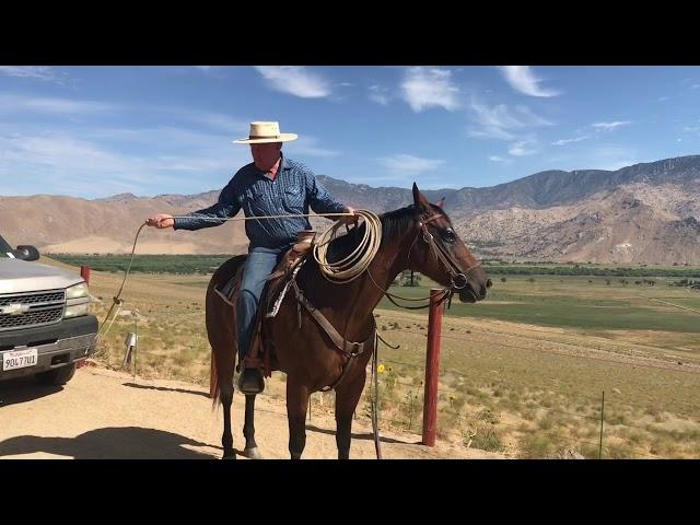 Roping Shots - The Houlihan Head Shot