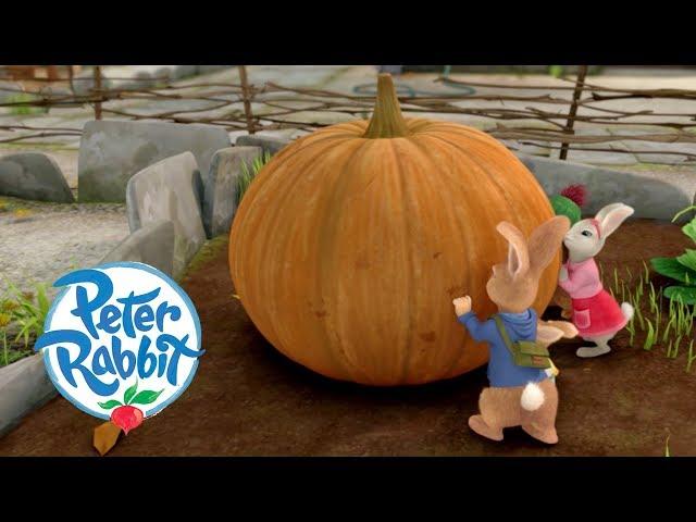 Peter Rabbit - The Great Pumpkin Theft | Cartoons for Kids