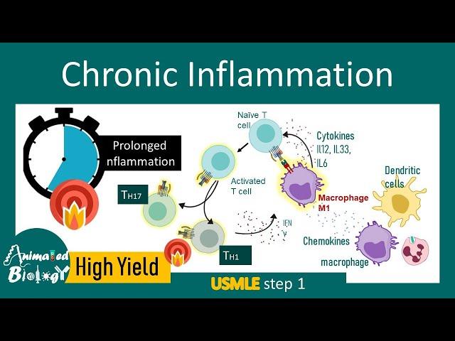 Chronic inflammation | Cellular and molecular basis of chronic inflammation | outcomes | USMLE step1