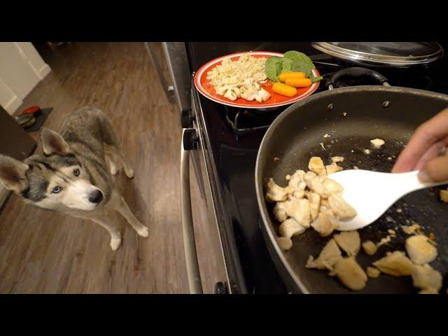 What Cooking Dinner With My Husky Looks Like!