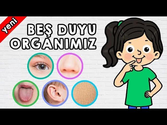 Beş Duyu Organımızı Öğrenelim - Okul Öncesi Etknlikleri