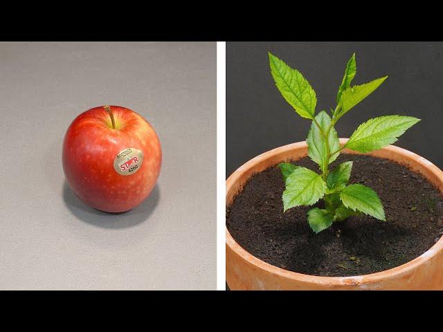 Growing Apple Tree From Seed - 101 Days Time Lapse