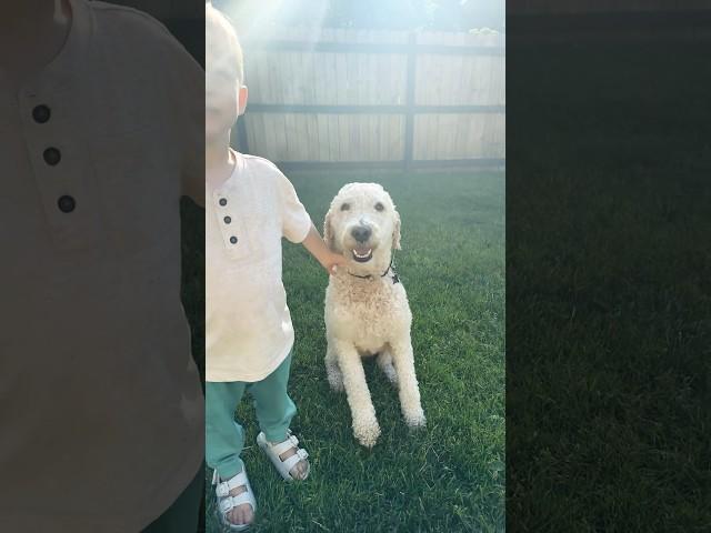 Who’s a good boy #buddy #good #cute #dogball #outside