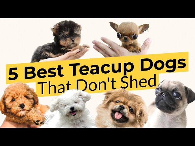 5 Best Teacup Dogs That Don't Shed 