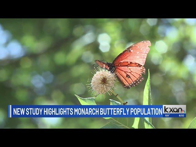 New study highlights monarch butterfly population