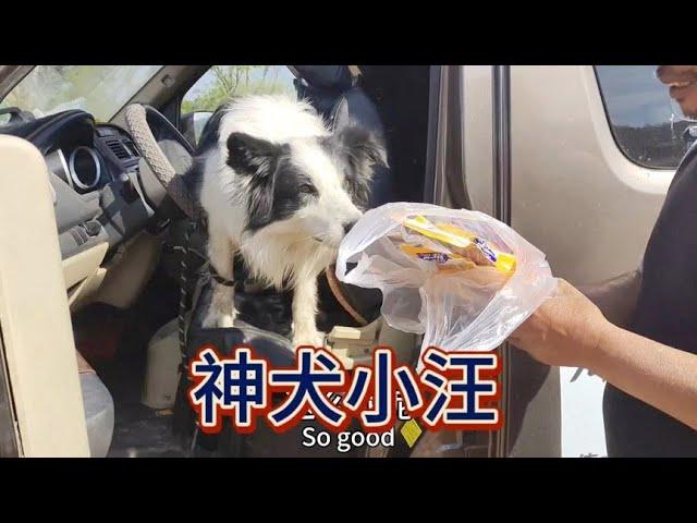 这个狗子太聪明了【汪汪妹流浪记】