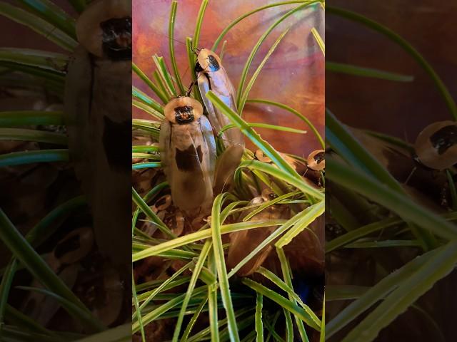 Giant wood roaches: shy, gentle forest floor explorers! #shortvideo #animals #zoo #travel #wildlife