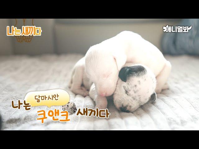 I’m 19 days old Dalmatian Baby [SBS Animal I’m A Baby 56th]