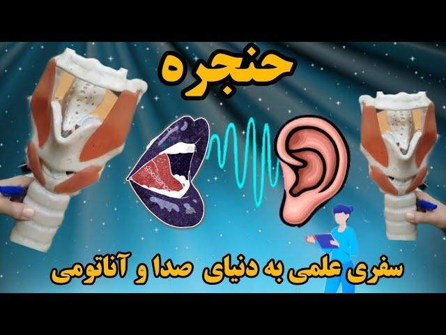 حنجره: سفری علمی به دنیای صدا و آناتومی
