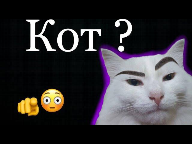 Кот ? Коты смешные или серьезные. Какие приколы вытворяют коты ?