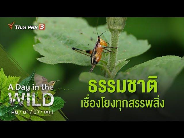 ธรรมชาติเชื่อมโยงทุกสรรพสิ่ง : A Day in the WILD