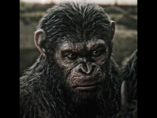 Caesar [Planet of the Apes] CAESAR LOVE HUMANS #planetoftheapes #caesar #koba #apes