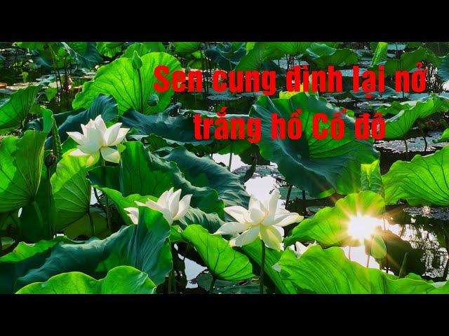 Sen Ngự lại nở trắng hồ Tịnh Tâm | Hoa Sen trắng | White Lotus