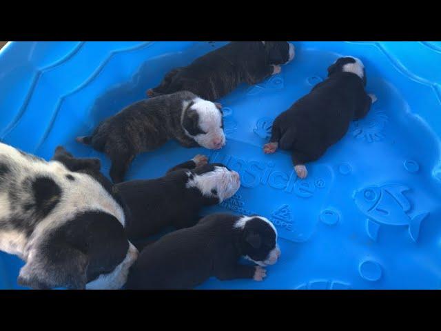 American Bulldog puppies Day 9 Neyland x Laurel 2024