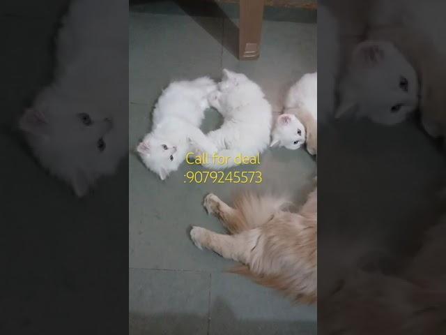 Cute white kittens in jaipur #youtubeshorts #shortsviral #persiancatcorner