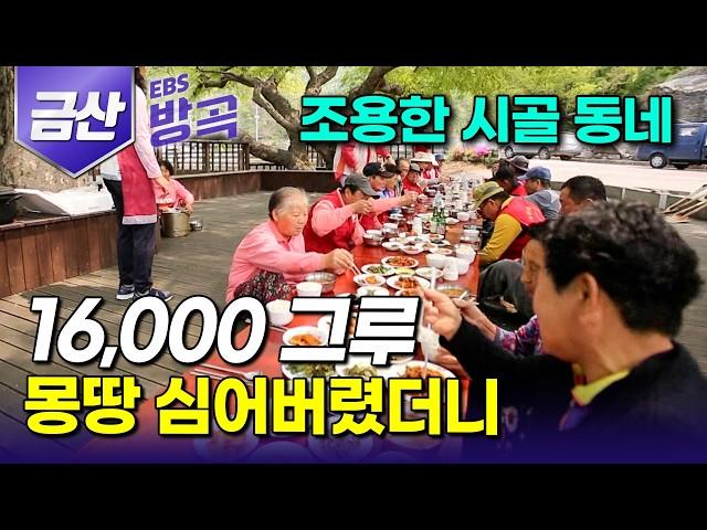 [충남 금산] "나무 잘 심어서 마을 살아났다" 80가구 남짓한 산골 작은 동네 주민들이 5년 내내 나무 심었더니｜봄마다 외지인들 몰려오는 마을｜국내 여행｜#한국기행 #방방곡곡