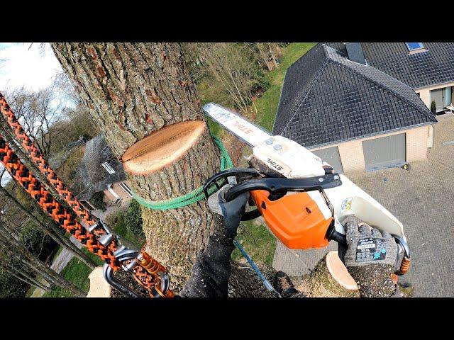 DÉMONTAGE ET ABATTAGE D'UN GROS CHÊNE / STIHL 261 / SILKY