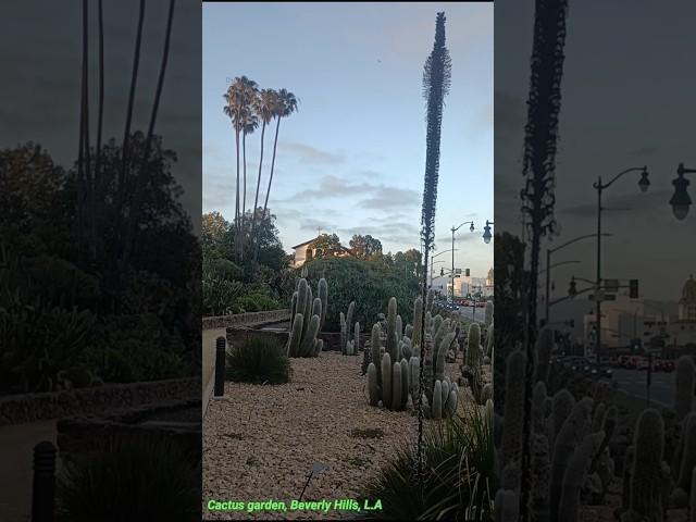 Cactus Garden, Beverly Hills, L.A.
