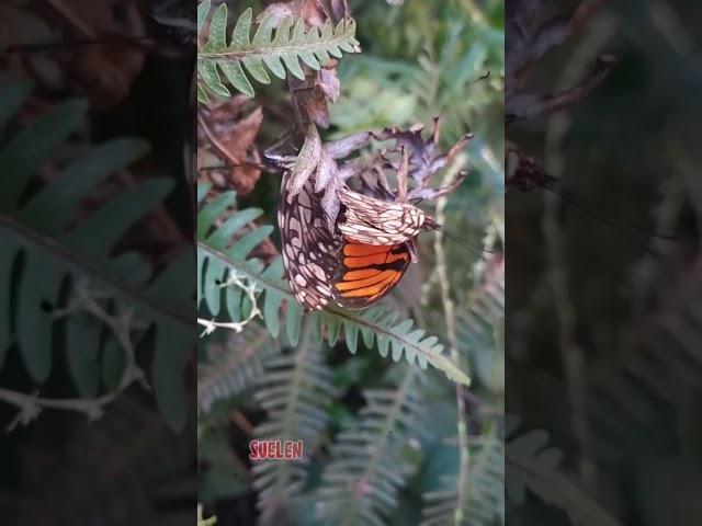 Mariposas espejito.Dione sp.Familia nimphalidaeCaldas Antioquia#insectos#mariposas#lepidoptera#fotos