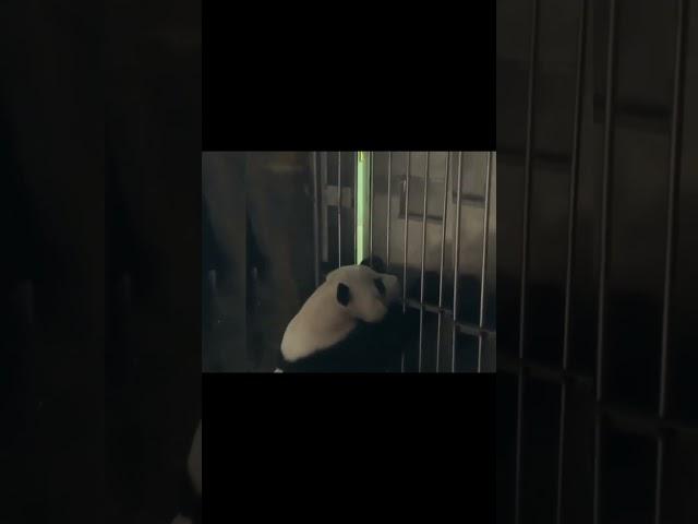 萌大新型加餐方式 #panda #大熊猫 #熊猫生活 #animals #大橙子数据 #搞笑