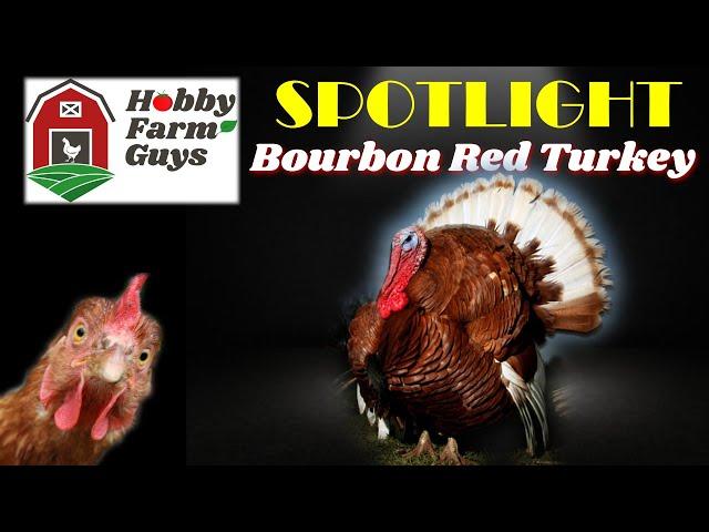 HFG Farm Animal Spotlight: Bourbon Red Turkey