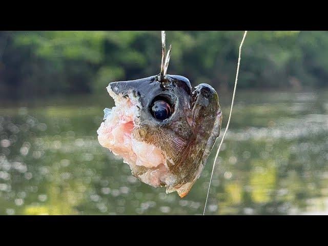 INFESTAÇÃO DE PIRANHAS, A ISCA QUE NÃO FALHA