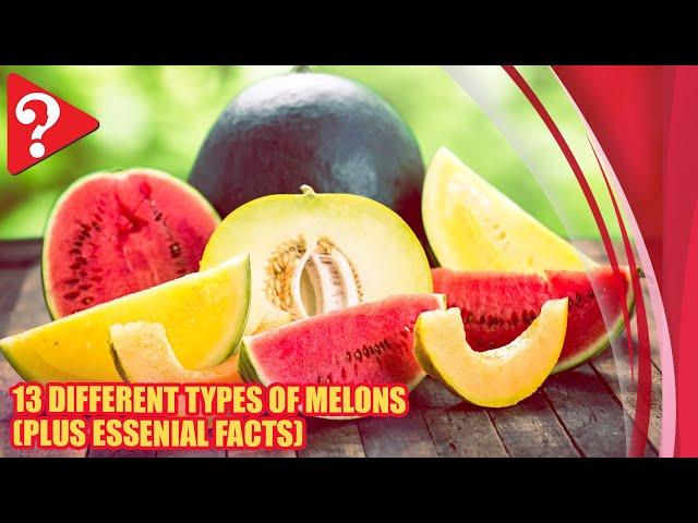 13 Different Types of Melons