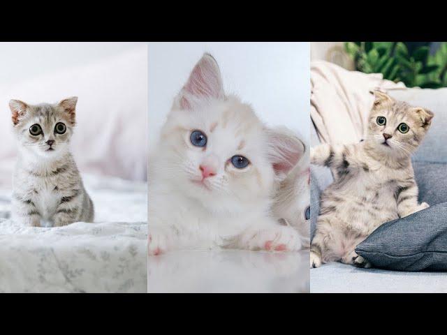 Baby Cats - (Cute and Funny Cat) Videos Compilation #34 | (Rmvideos)