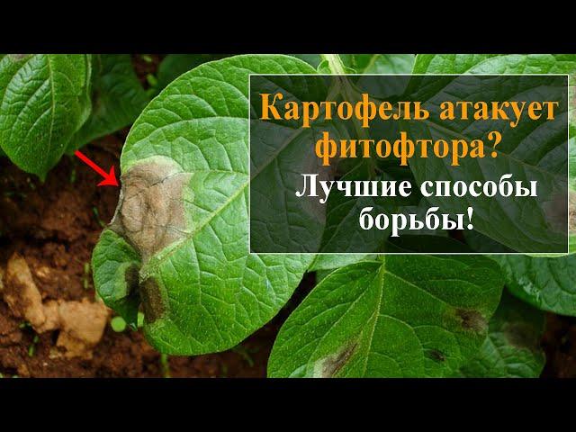 Как бороться с фитофторой на картофеле
