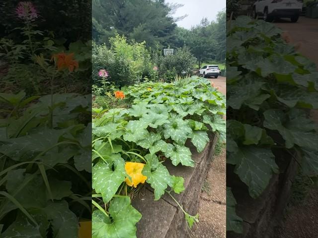 심지도 않은 호박이 정원에서 자라고 있어요. #이민생활 #테네시 #garden #호박