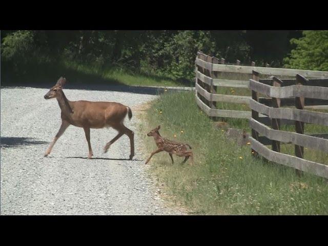 mother and baby deer