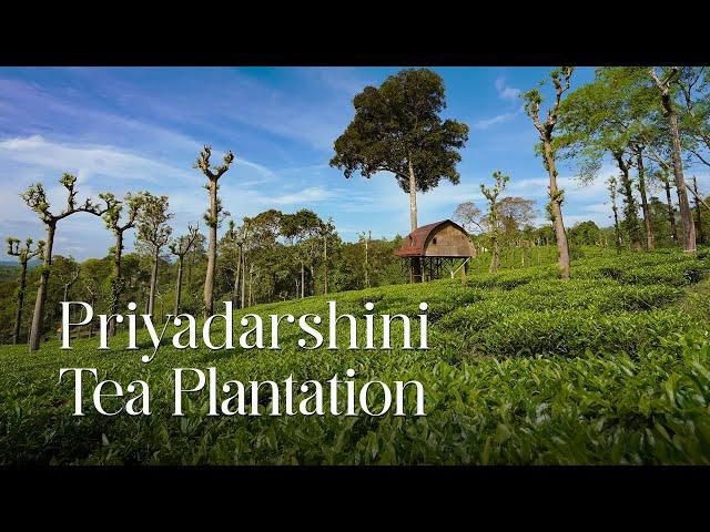 Exploring the Serenity of Priyadarshini Tea Plantation: A Journey Through Green Hills