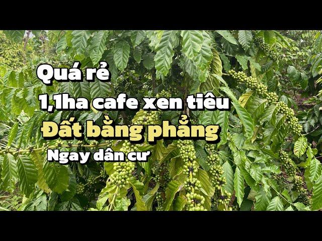 Quá rẻ cho mảnh vườn 1,1ha cafe xen tiêu bằng phẳng , ngay dân cư, ôm đường nhiều