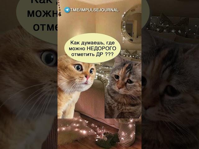 Сегодня праздник #мыкотики #вмем #разговор #анекдот #шутки #кот #юмор #смешное #прикольно #мемы #cat