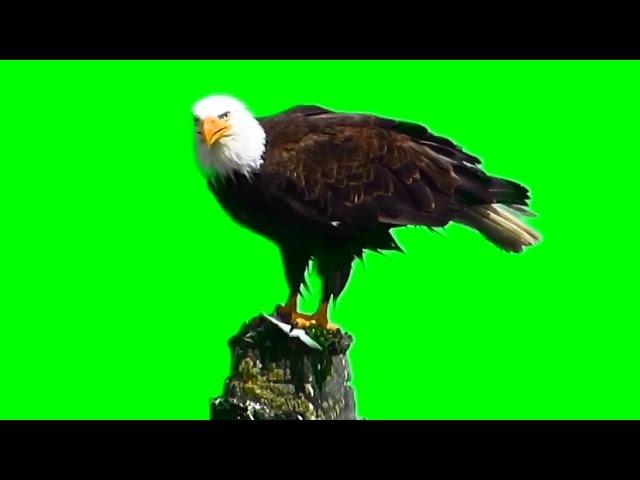 BALD EAGLE - GREEN SCREEN ANIMALS - FREE