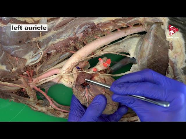 Anatomy of the Thorax - Circulatory System - of the Dog - part 1