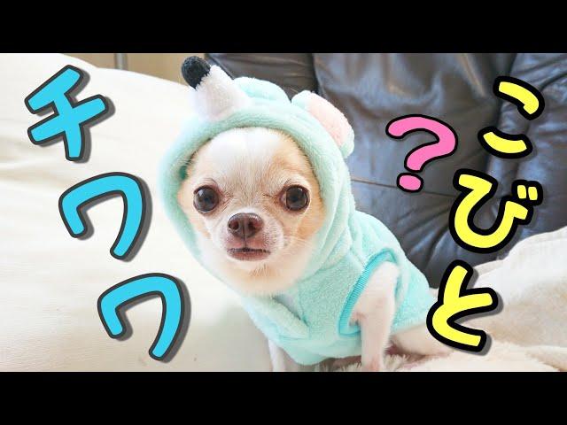 こびとづかん風チワワ観察 小さくてかわいい犬のごはんのしつけ