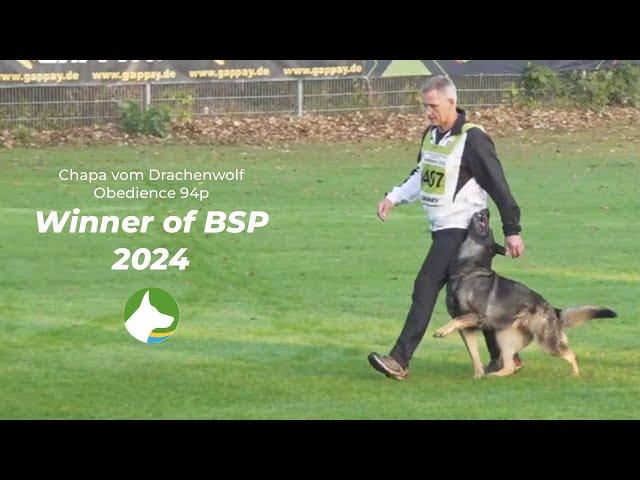 Winner of BSP 2024 - Chapa vom Drachenwolf - Obedience 94p