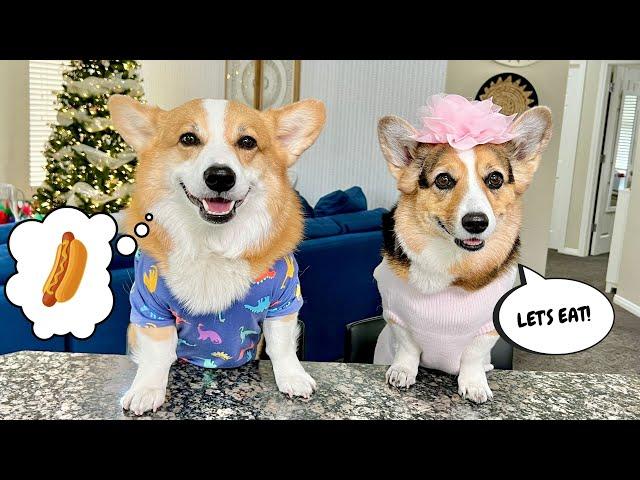 Corgis Review Snacks! #dogs #food