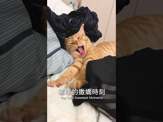 薯球皮歸皮，也是個愛撒嬌的老么，除了翻肚也會喵喵叫，融化了#薯餅薯泥 #薯球 #橘貓