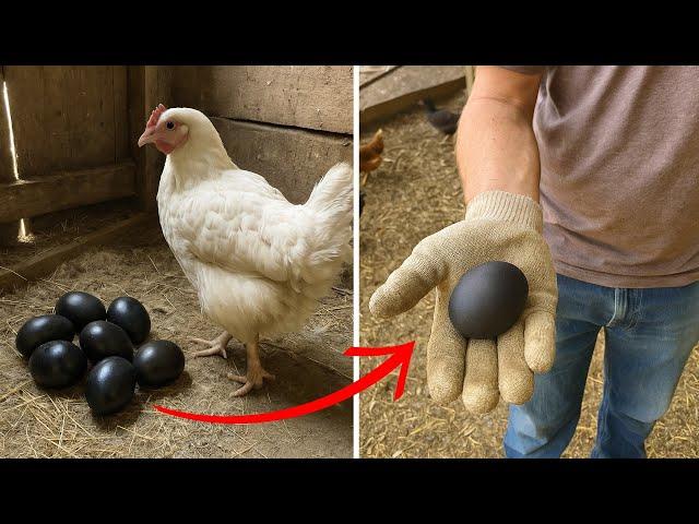 [Full Story] Chicken Began to Lay Black Eggs, Worker Discovered Why and Called 911!