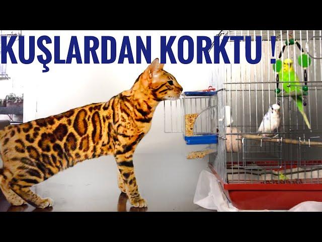 KEDİMİ İLK DEFA KUŞLARIN OLDUĞU EVE MİSAFİRLİĞE GÖTÜRDÜM MİNTİK KUŞTAN, KUŞLAR MİNTİKDEN KORKTU VLOG