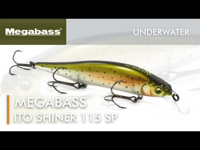 Megabass Ito Shiner 115SP - Underwater (Lure Action)