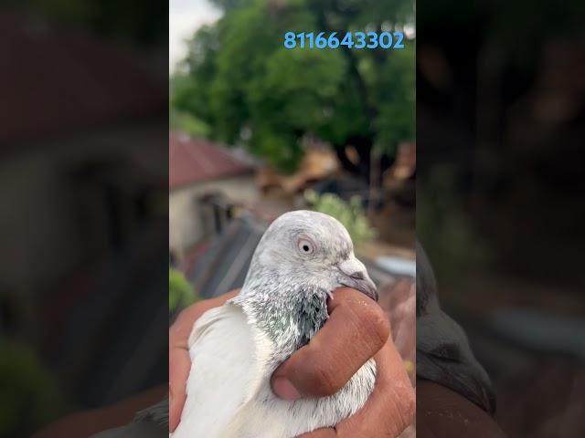 বাড়ির ফুলসিরা নর সেল 600 টাকা️️(8116643302) #desi pigeon akash