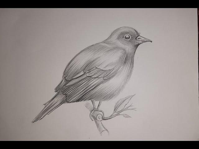 Bird Pencil Shading using Hatching Technique