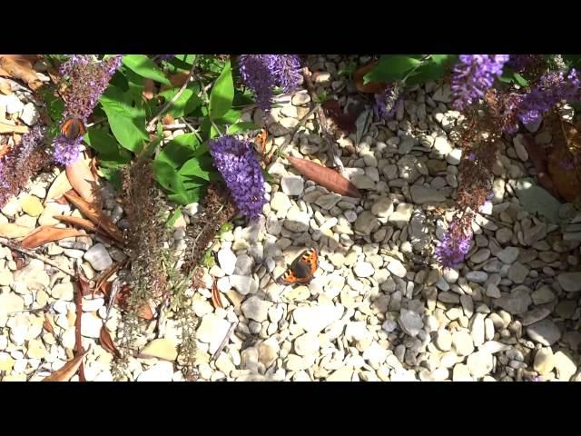 Small Tortoiseshells