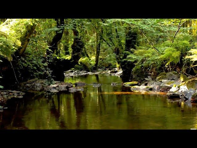 RELAXING BIRDSONG BY THE BEAUTIFUL FOREST STREAM, NATURE SOUNDS