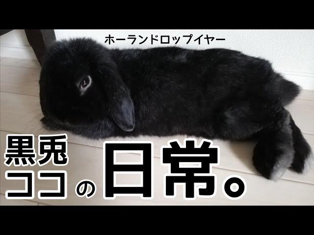 【黒うさぎ】ホーランドロップイヤー、ココちゃんの日常。