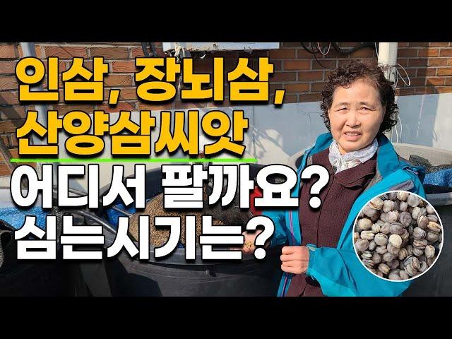 인삼 장뇌삼씨앗 산양삼씨앗 구매방법과 가격은? 파종시기 심는시기 알려드립니다.